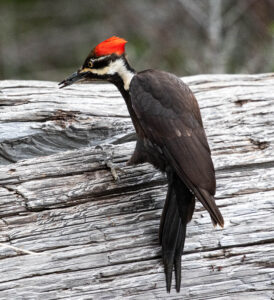 One of our favorite birds, the pileated woodpecker.