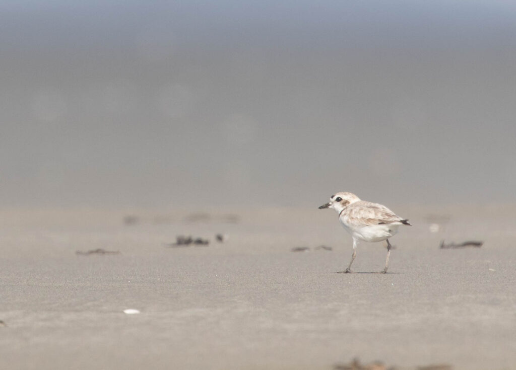 The Snowy Plover symbolizes the power of the tiniest voice to cause ripples of change for many. May my blog create ripples.