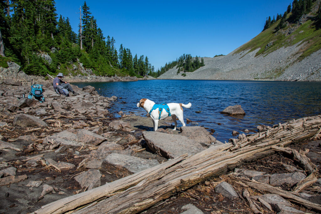 Ajax at Gravel Lake, one of two alpine lakes (Ridge is the other) located 1.2 miles beyond the exposed Katwalk. This hike led me to questioning should and whether it's a useful or harmful word.