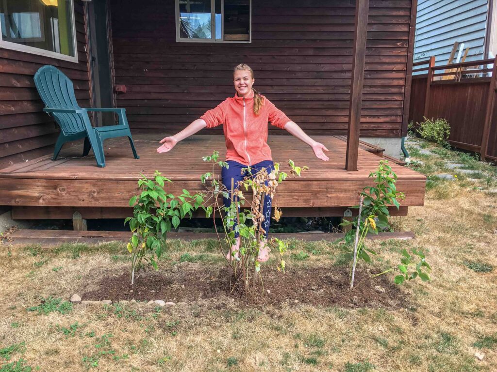 Two ever-bearing raspberry plants flanking a transplant from a friend's garden. Letting my daughter take the reins on such a project taught me how to let go.