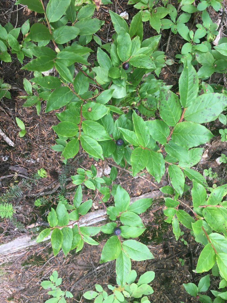 Life Lessons: Picking Beautiful Berries on Mt. Catherine