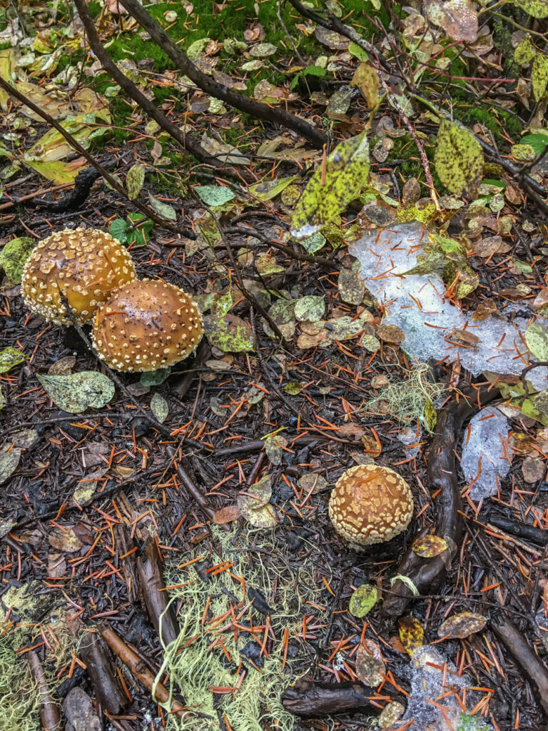 Narrowly Escaping Injury in the Alpine Lakes Area