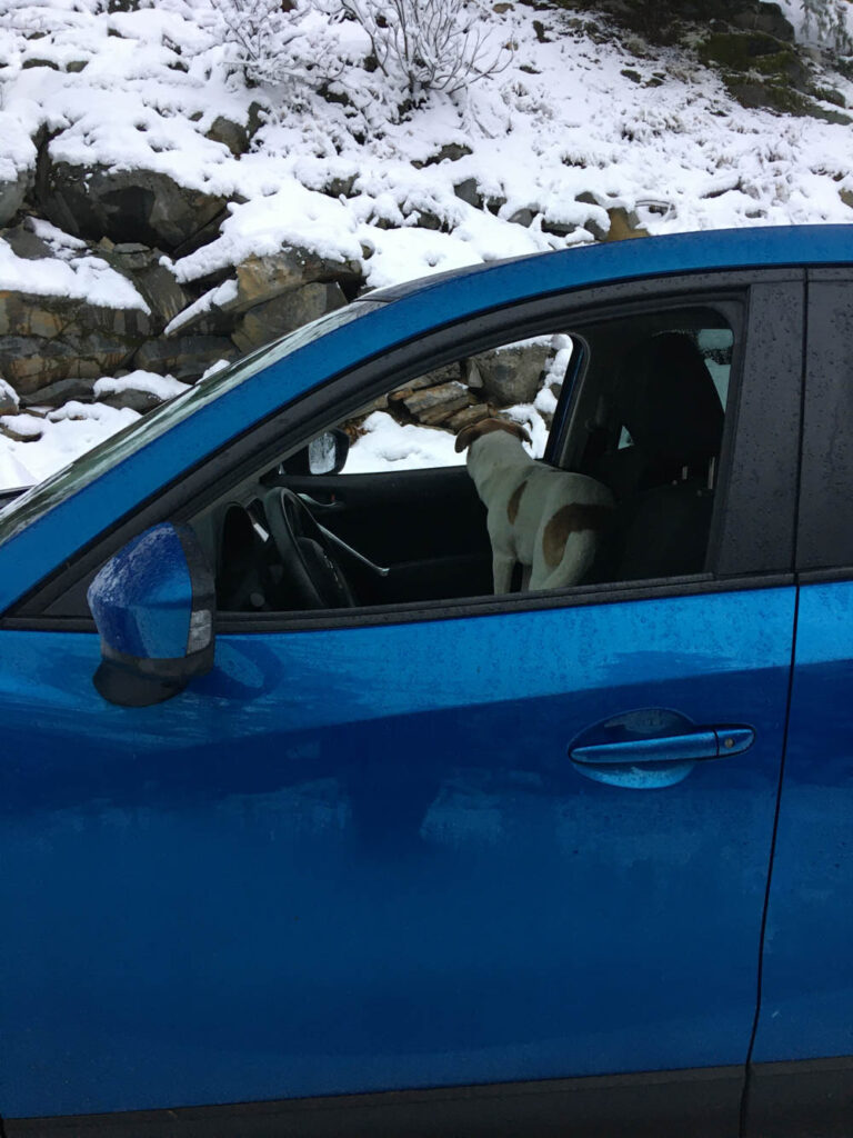 Ajax checks out the white stuff on FR-9070, the forest service road leading to Mt. Catherine, Mirror Lake, and the PCT