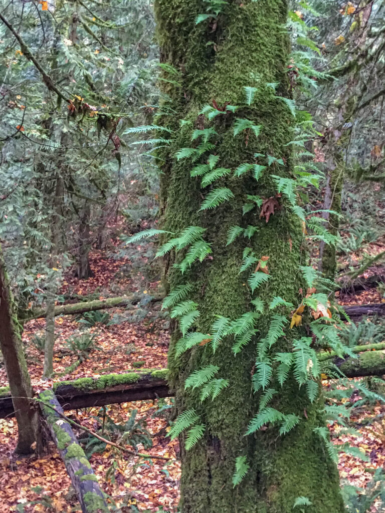 Tiger Mountain's Beauty Remains Despite Logging