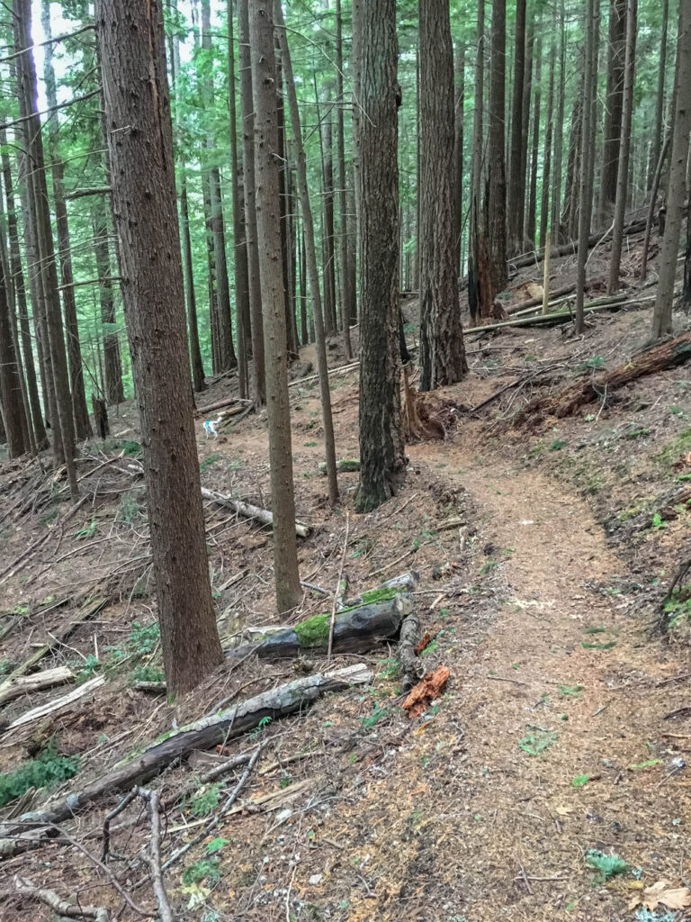 Tiger Mountain's Beauty Remains Despite Logging