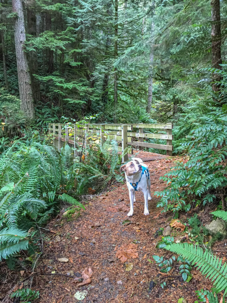 Tiger Mountain's Beauty Remains Despite Logging