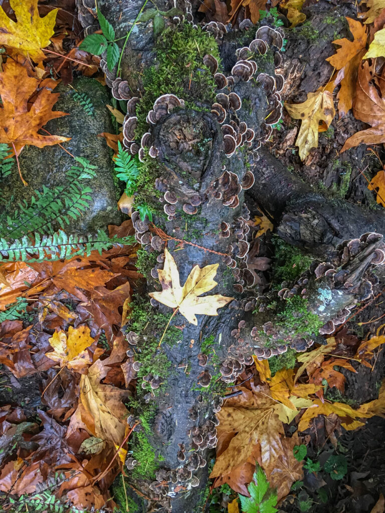 Tiger Mountain's Beauty Remains Despite Logging