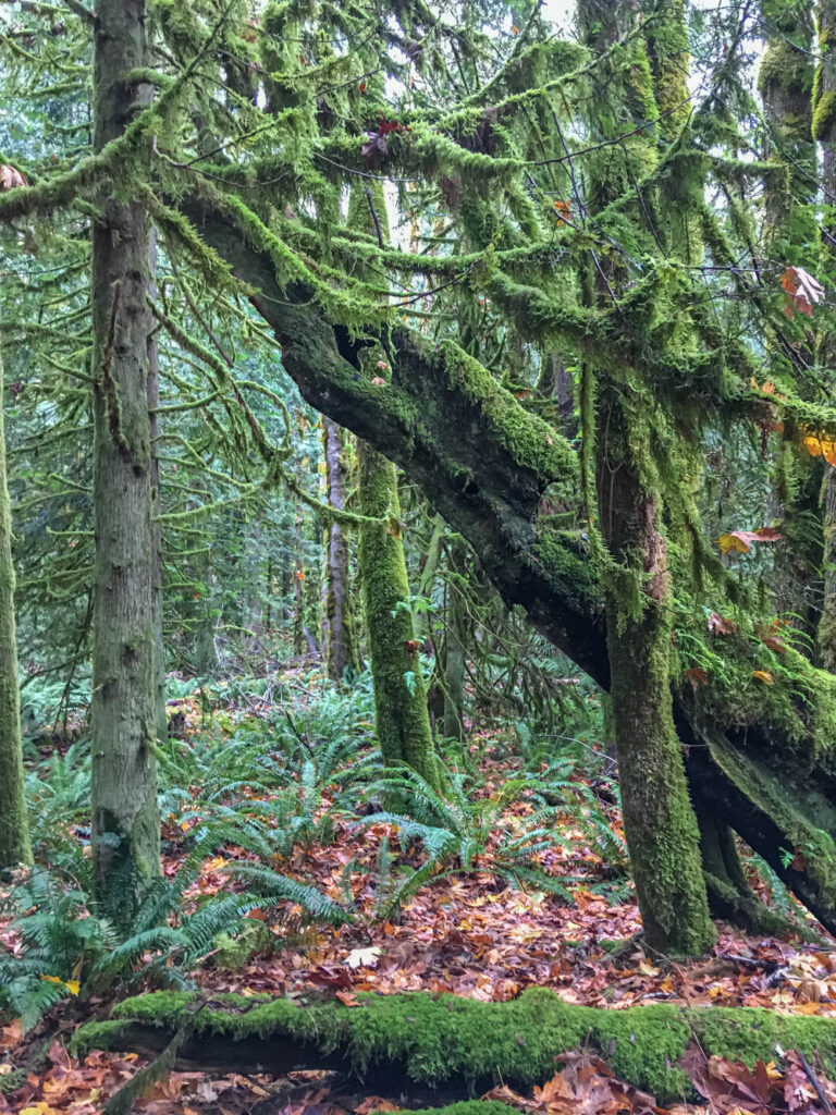 Tiger Mountain's Beauty Remains Despite Logging