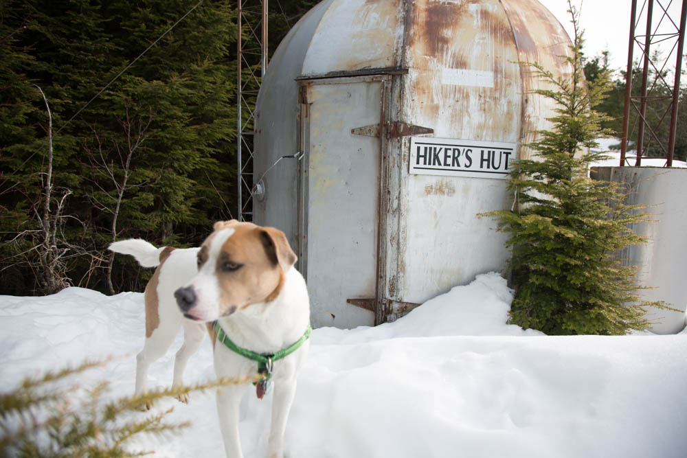 Tiger Mountain's Beauty Remains Despite Logging