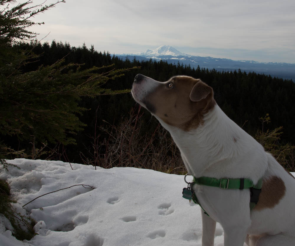 Tiger Mountain's Beauty Remains Despite Logging