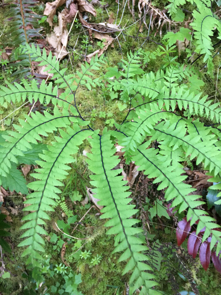 Tiger Mountain's Beauty Remains Despite Logging