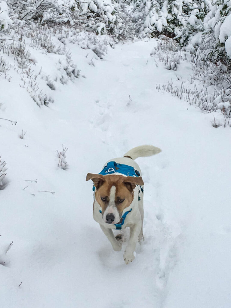 Ajax romps in the snow near the trailhead.