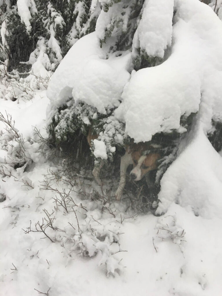 Lessons learned: read canine body language! Ajax hunkers down under a growing tree well to get out of the bitter wind.