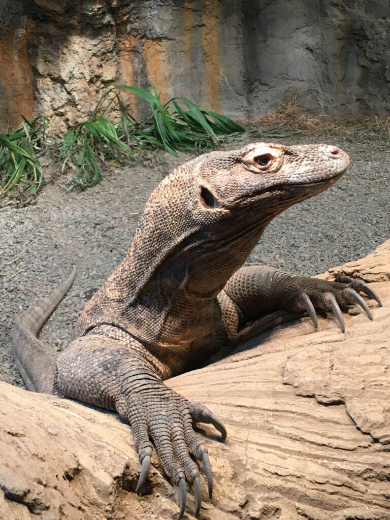 Do the Zoo! Barani, an 8-year-old Komodo Dragon at Woodland Park Zoo