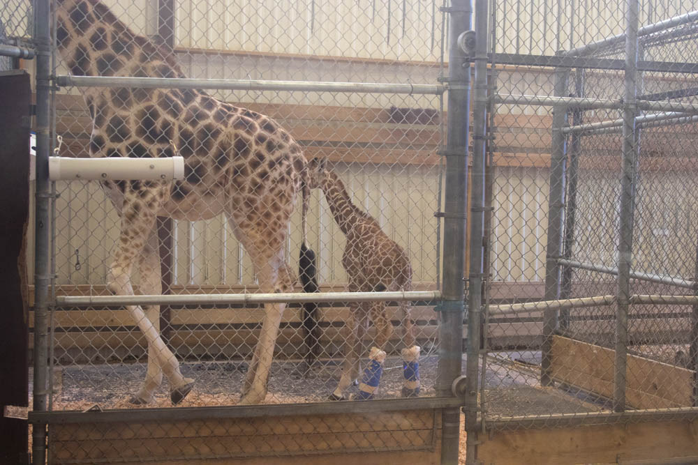 Hasani May 9, 2019, wearing splints inside the barn with Olivia, his mom.