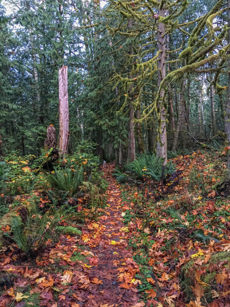 Tiger Mountain's Beauty Remains Despite Logging