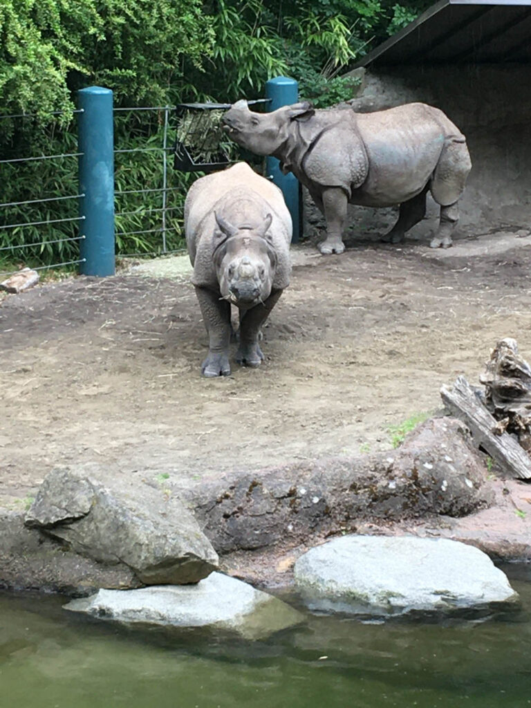 Taj (left) and Glenn (right), summer of 2021. Taj has a distinct "jewel" mark in the center of his forehead and a grooved horn.