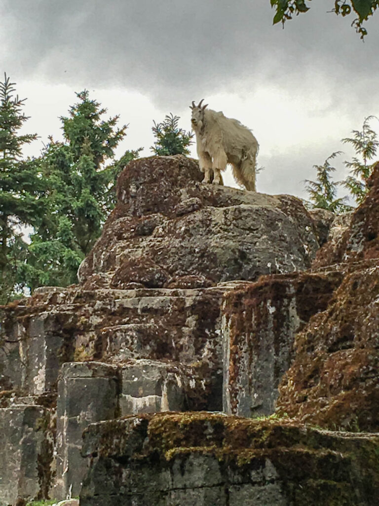King of the hill, papa Zeus, surveys his domain from the highest point in his exhibit.