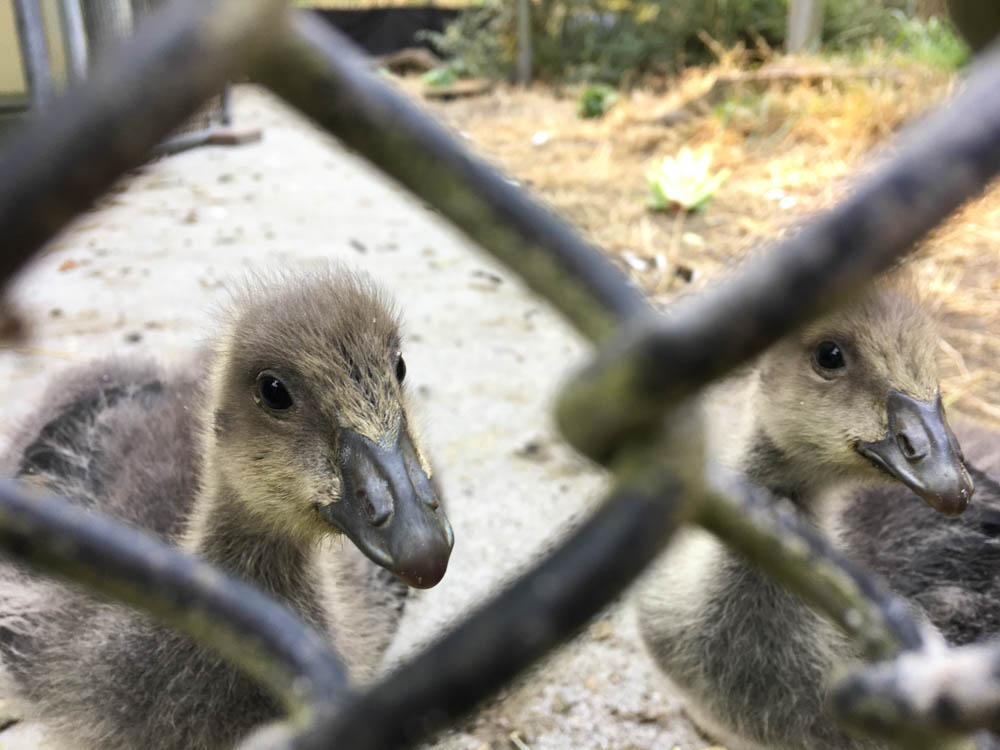 Goslings behind-the-scenes; volunteering often gives us opportunities to witness off-exhibit animals before the general public.