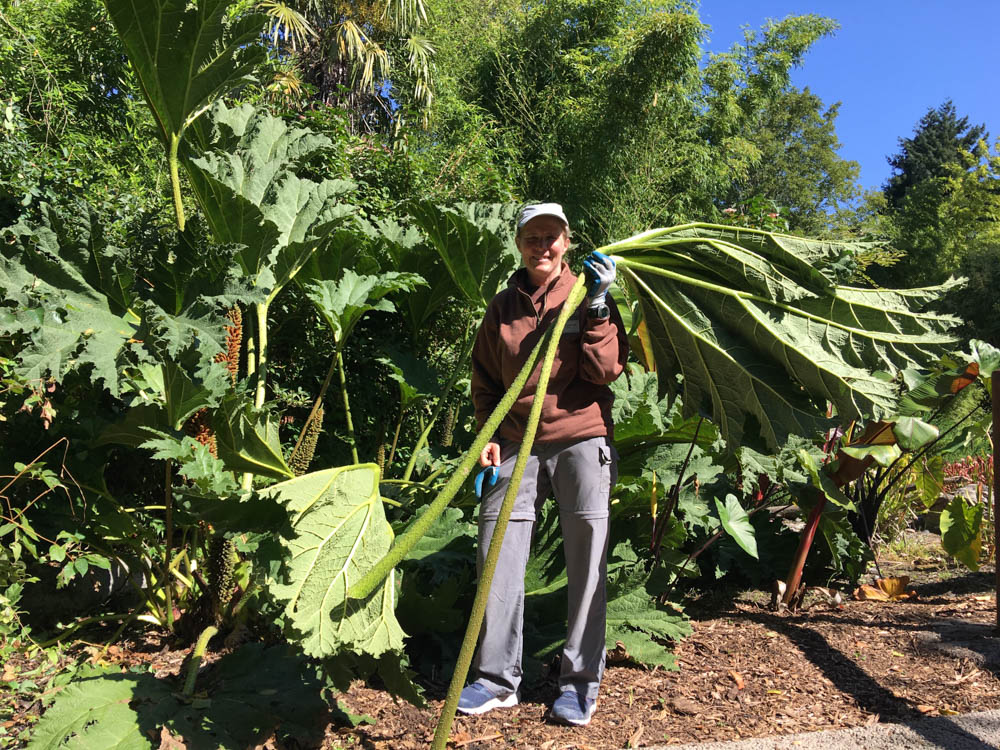 My role as Horticulture helper is... be an extra pair of hands for manual labor including hauling, raking, pruning, digging, and more.