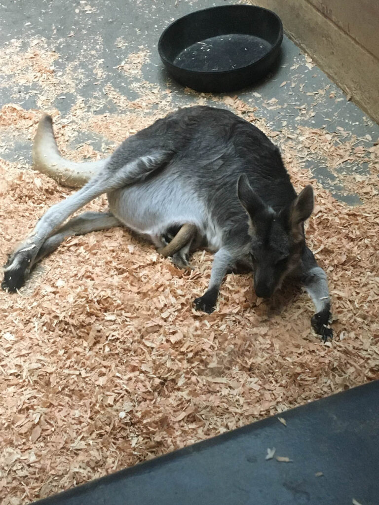 A young joey naps inside Mama's pouch. Only the tip of the tail is visible.