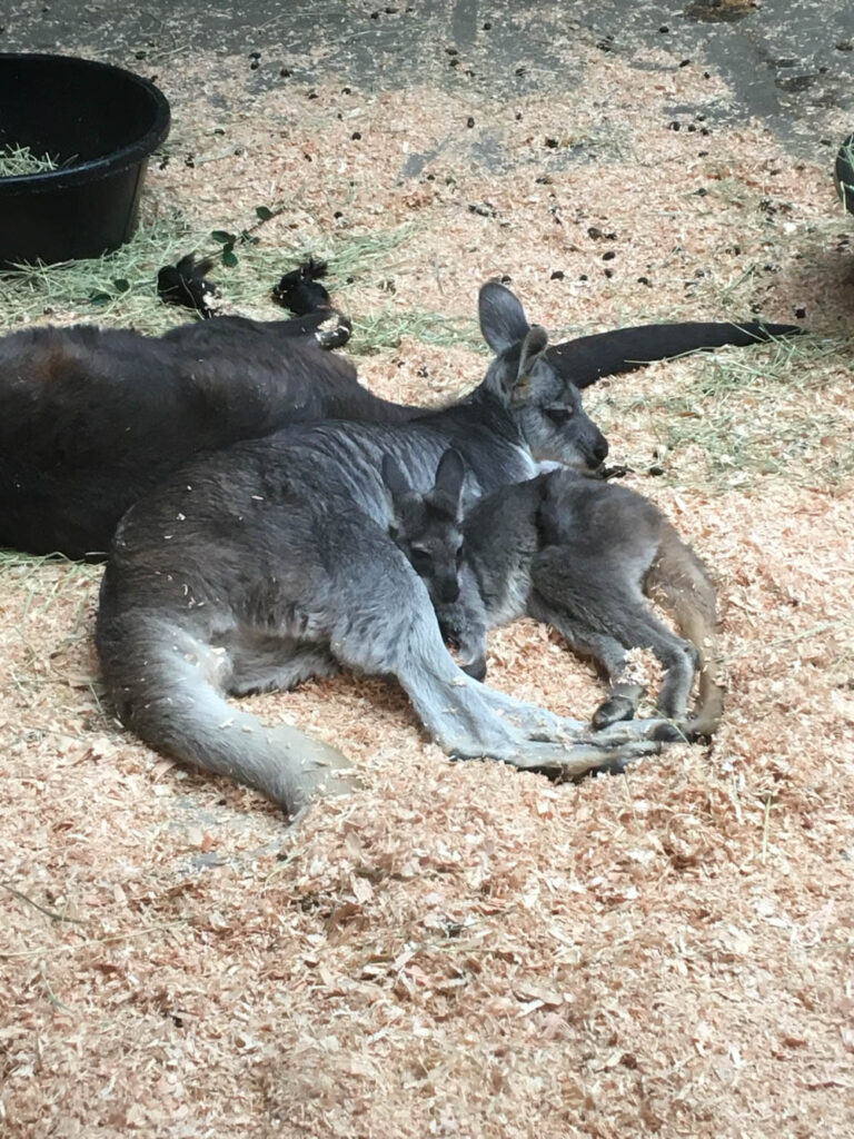 A week later, it rests by Mama's side outside the pouch.