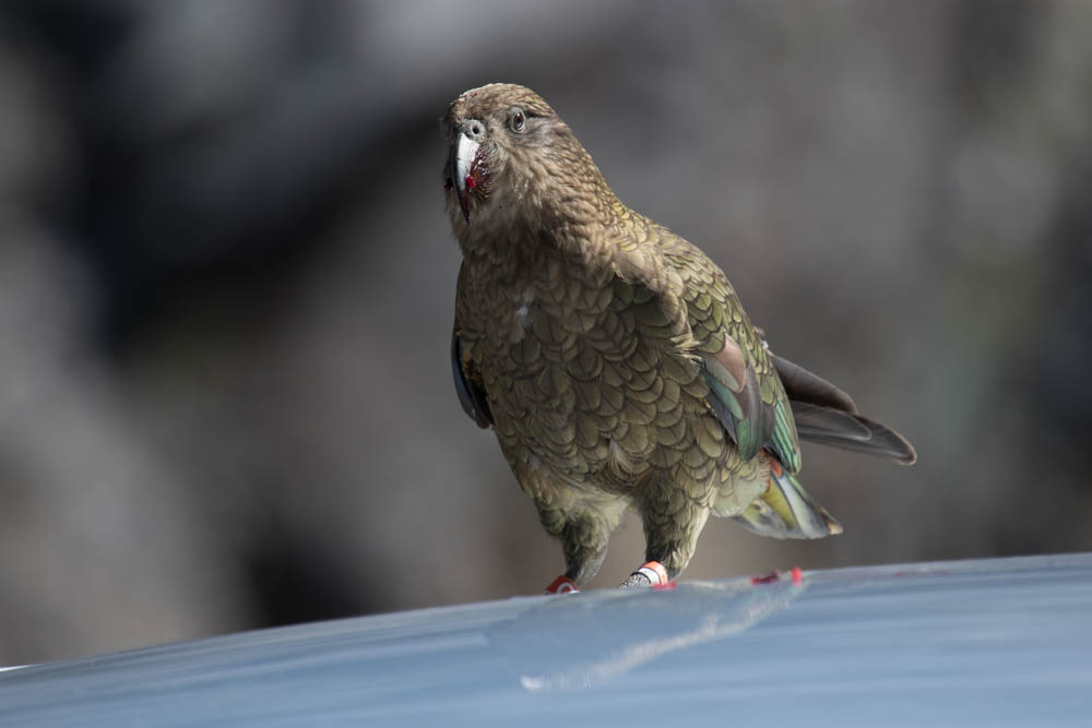 A kea, an alpine parrot, on the roof of a car in New Zealand. This cutie is feasting on berries that someone left behind.