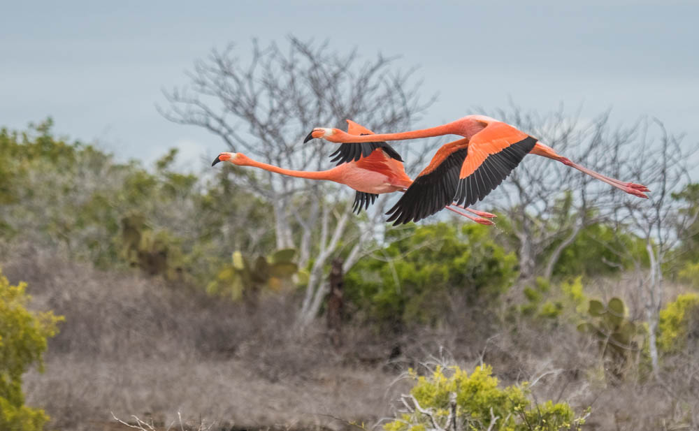 A pair of flamingos we spotted during a trip to the Galapagos Islands in August, 2018 would be perfect for the Pink prompt in week 2.