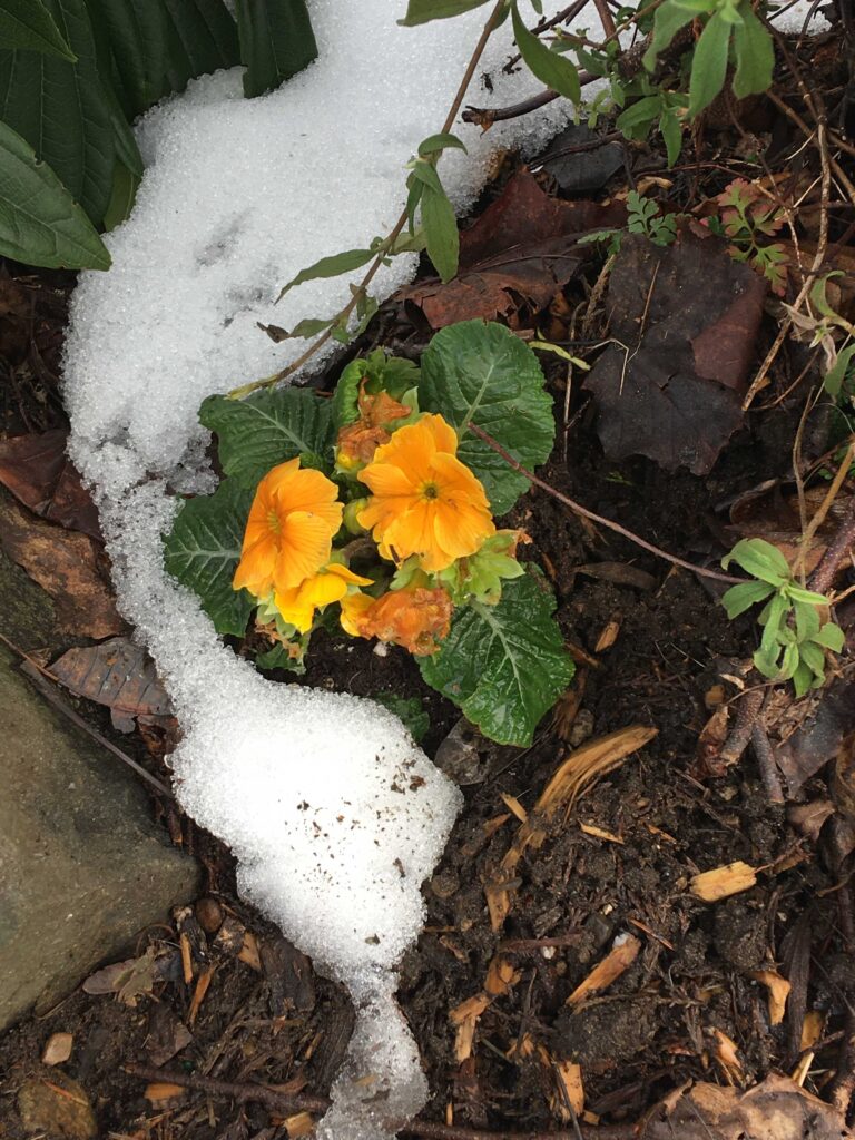 A brave flower peeking through the soil following February's snowfall, 2021.