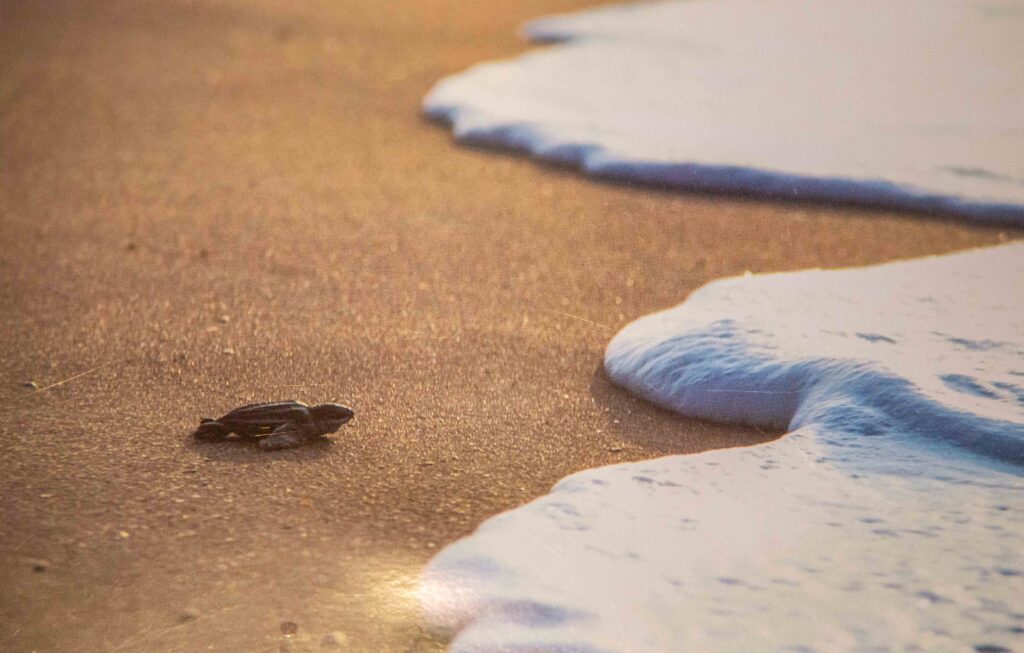 It's easy to see the mountain and be overwhelmed by everything you have to do to get up it. Focusing on "the one thing" allows you to get unstuck and move forward. Baby sea turtles confront an entire ocean. But they persevere. So can you.