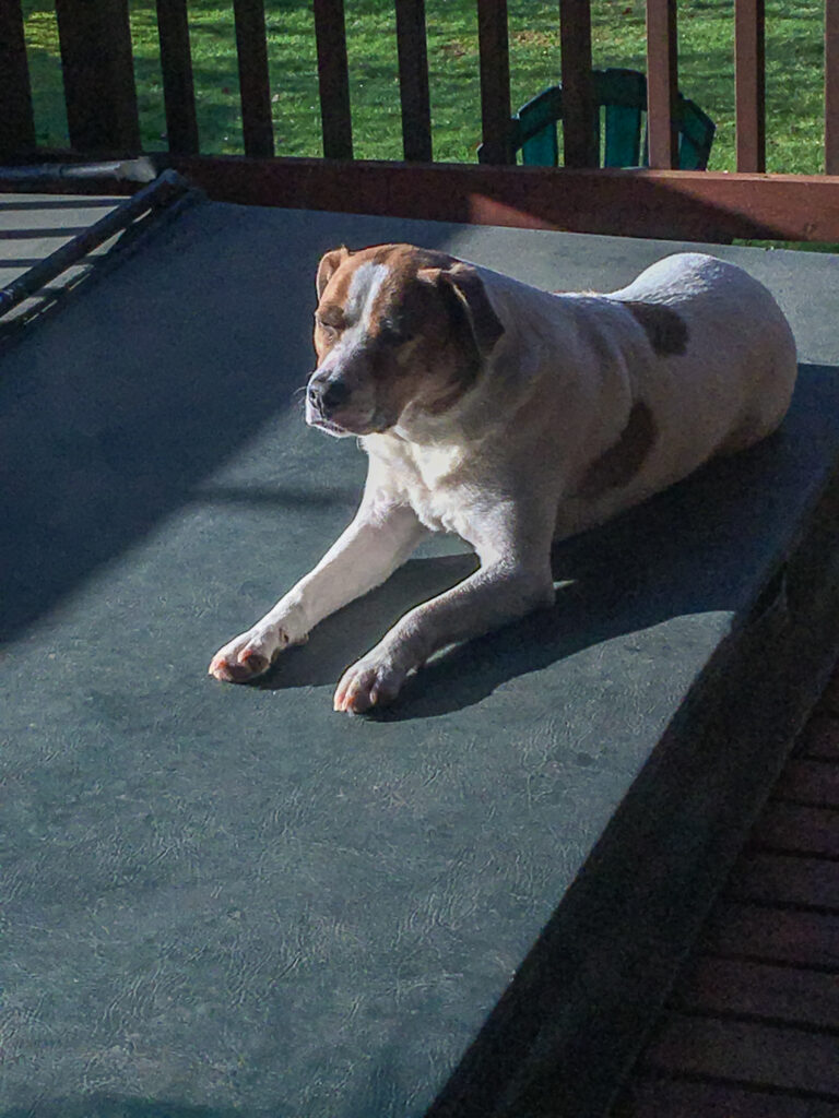 My favorite canine hiking companion, basking in the sun on the cover of our hot tub. We're taking it easy right now partly so he can rest his right front leg.