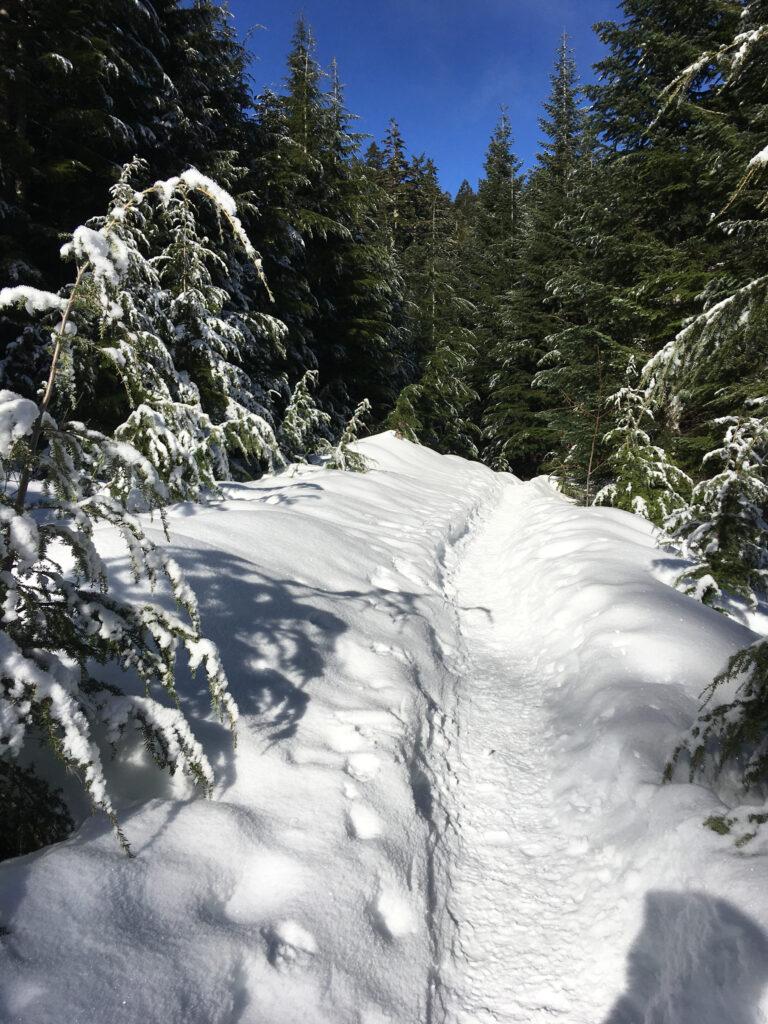 The snow-covered trail to the summit of Mt. Teneriffe, January 2021.