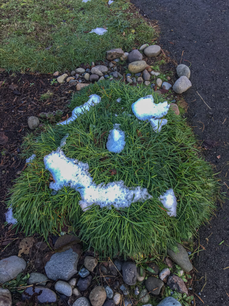 I took a five-minute action for one of my Capture Your 365 prompts, "green" on January 3, by getting myself out the door so I could spot this wonderful face on a clump of grass.