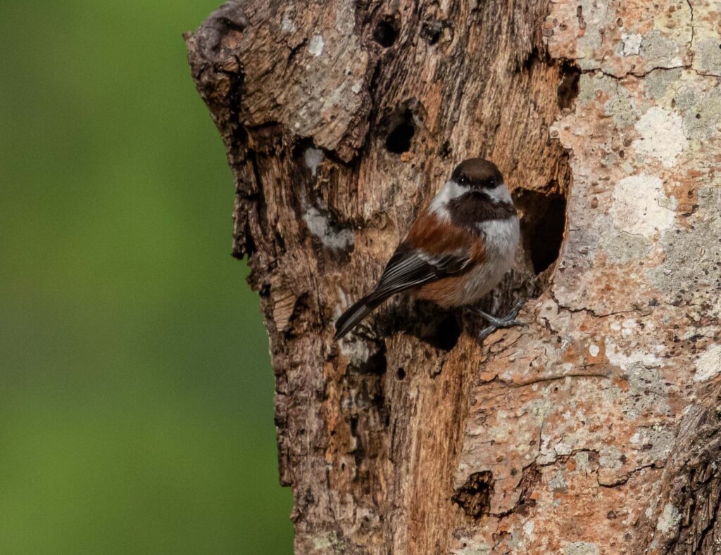 A chestnut-backed chickadee tending to its young.