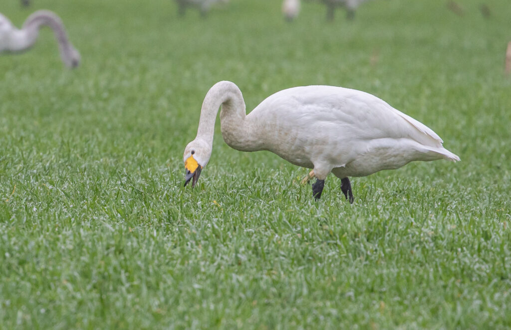 A rare look at the Whooper swan, the Eurasian counterpart to the North American trumpeter swan, spotted in Monroe, WA on 2.10.22.