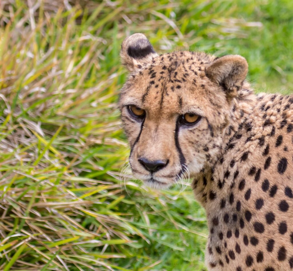 do if you do can go a long way toward boosting your confidence and success on the trail. Cheetah at San Diego Wildlife Safari Park April 2014.