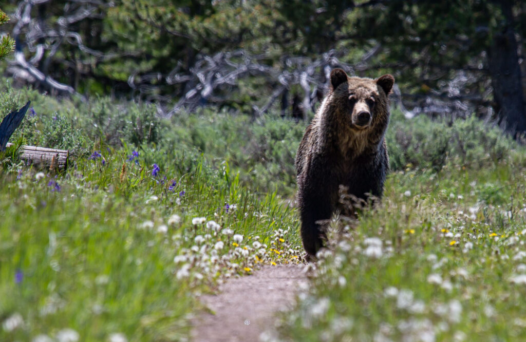 Grizzly! On June 23, 2013, we were hiking in Yellowstone National Park. I wore a walking boot at the time with a horrible case of plantar fasciitis. We stepped off the trail, uphill, and let the grizzly have the path toward the lake. He sauntered by only rearing up once to see if we were a threat, and we lived to tell the tale.