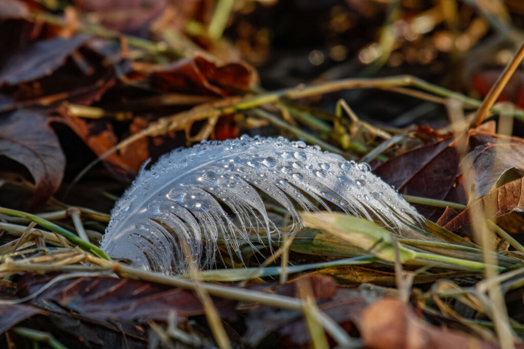 Beautiful delicate dew-covered feather. Can we be as gentle with our cognitive distortions and change them into things of beauty that support us?