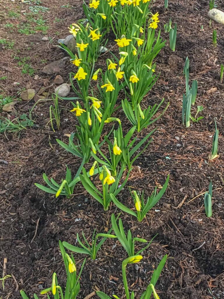 The first smiling daffodils of spring bring me joy. Is it from abundance or color -- or both?