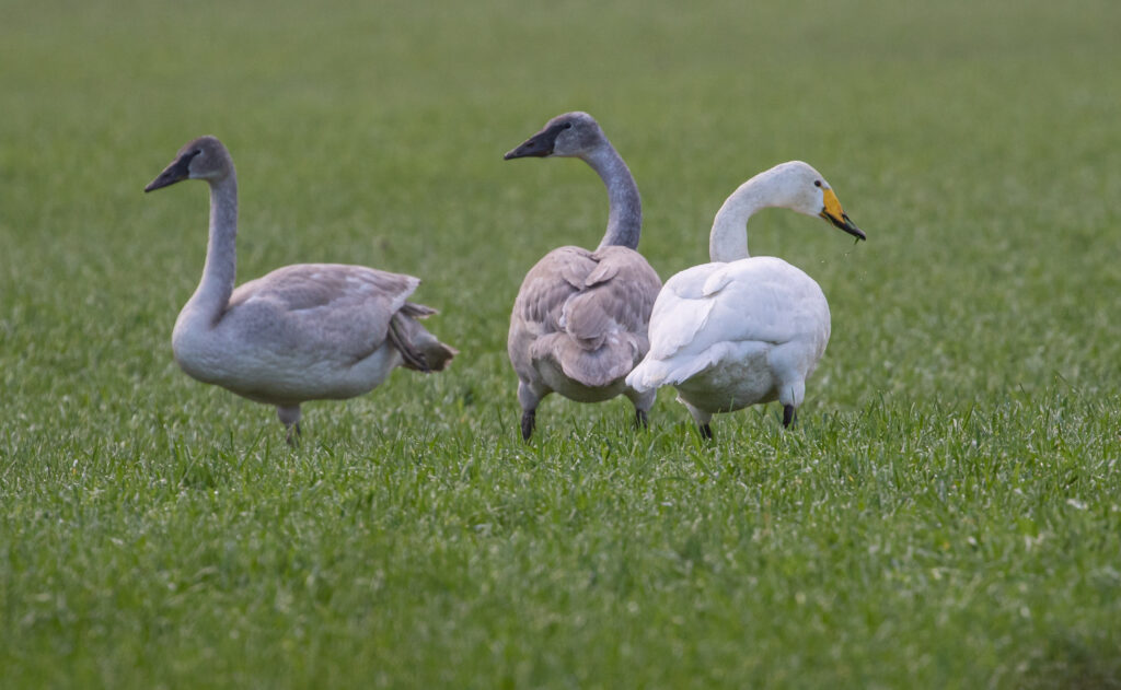 Juvenile Trumpeters, left, with the solitary mature Whooper Swan.