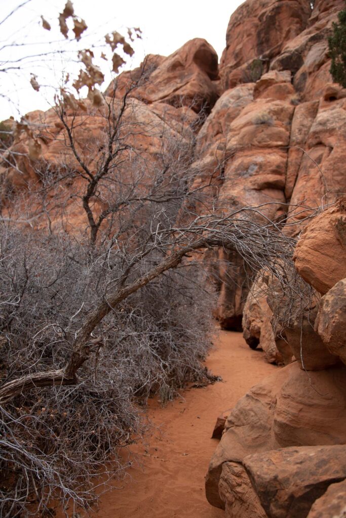 Sandy washes, delicate growths, and stunning vertical rocks make the maze of the Fiery Furnace well worth exploring.
