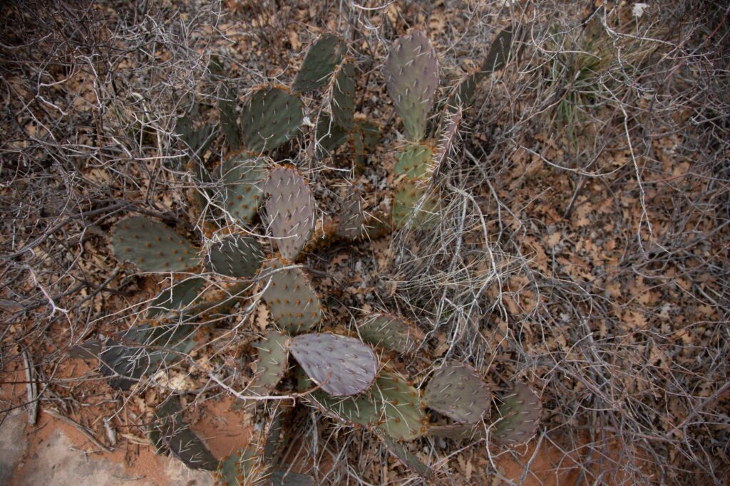 In Arches National Park there is a saying, "Don't bust the crust." One look at the delicate succulents and brush trying to eke out a living here and you know not to get off the rocks or sandy washes.