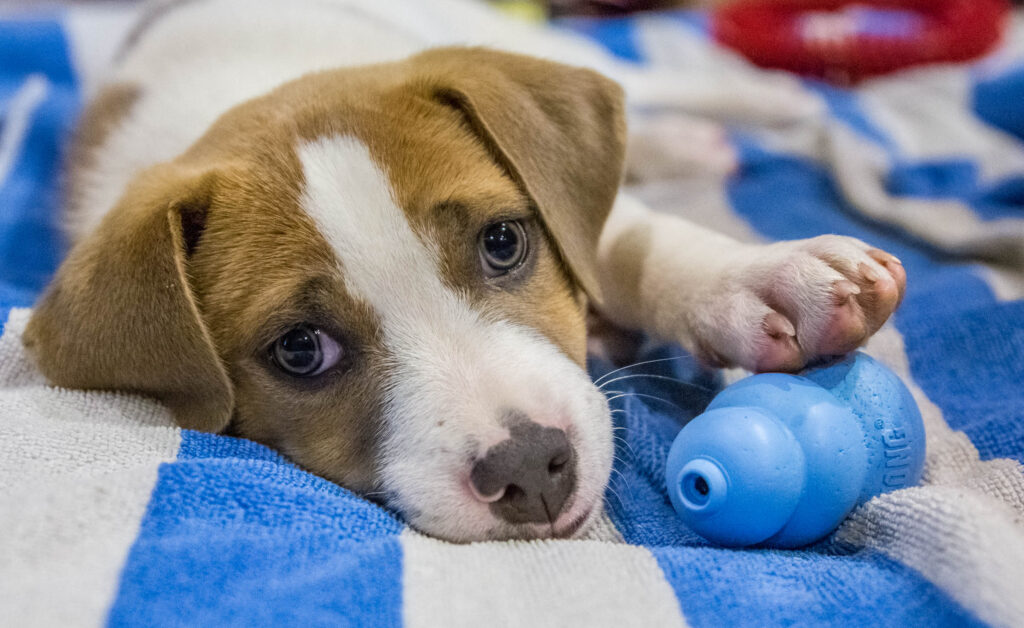 Ajax at eight weeks. He has the right idea. When in doubt, take a time out!