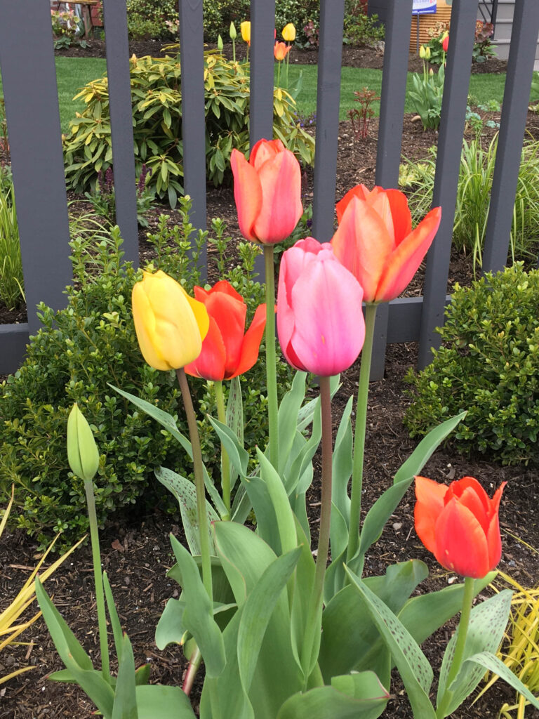 Springtime in Seattle brings beautiful tulips, daffodils, and lovely birdsong. When nothing else works, try taking a walk and focusing on your five senses.