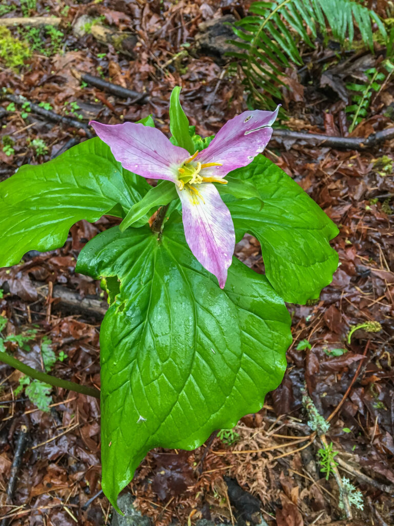 This trillium is imperfect - but still beautiful. Can you learn to treat yourself like you would a best friend and point out the beautiful positives?