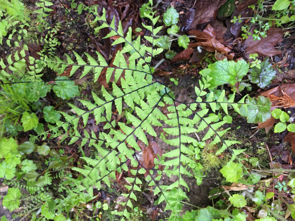 Delicate Maidenhair ferns grow where there is a lot of moisture. Can you think of the hard times as fertilizer for a hardier, better you? Reframe the negative experiences into positive learning lessons and watch yourself take off.