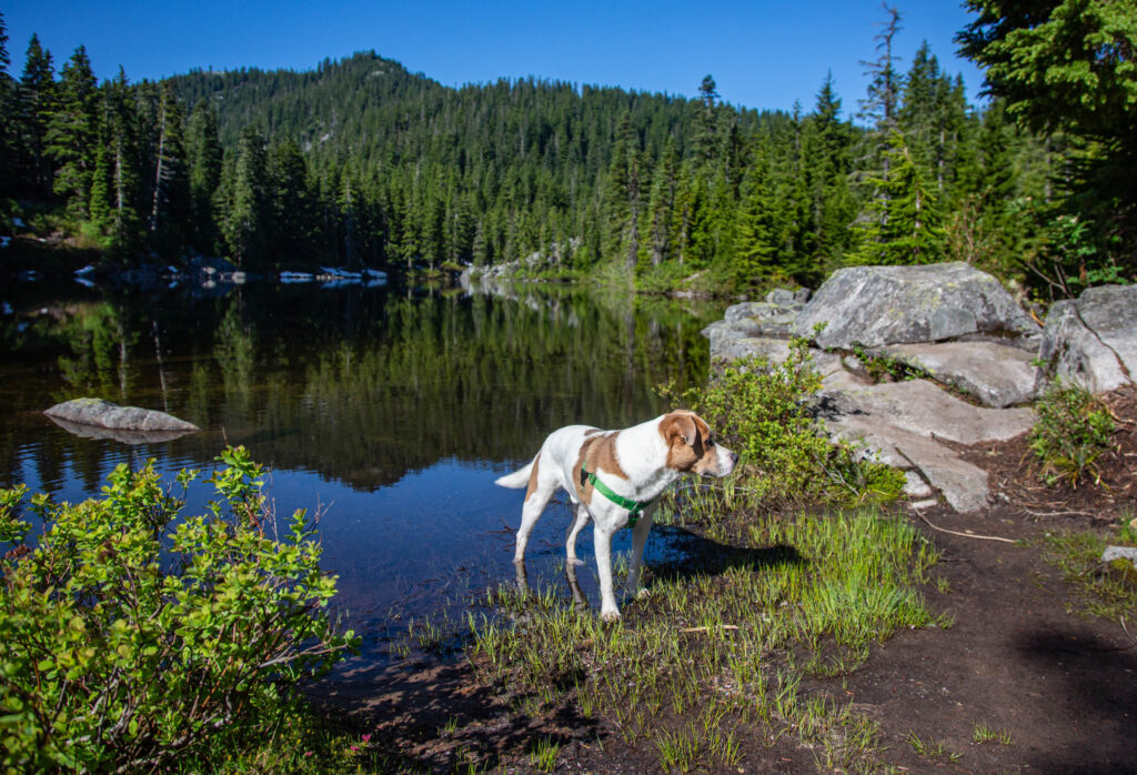 Island Lake July 6, 2021. Before my injury, hiking 12-15 miles was just what Ajax and I did. Now I've had to reset my expectations. Touching right thumb to pinkie is a major win. I choose to see the GAIN rather than live in the GAP.