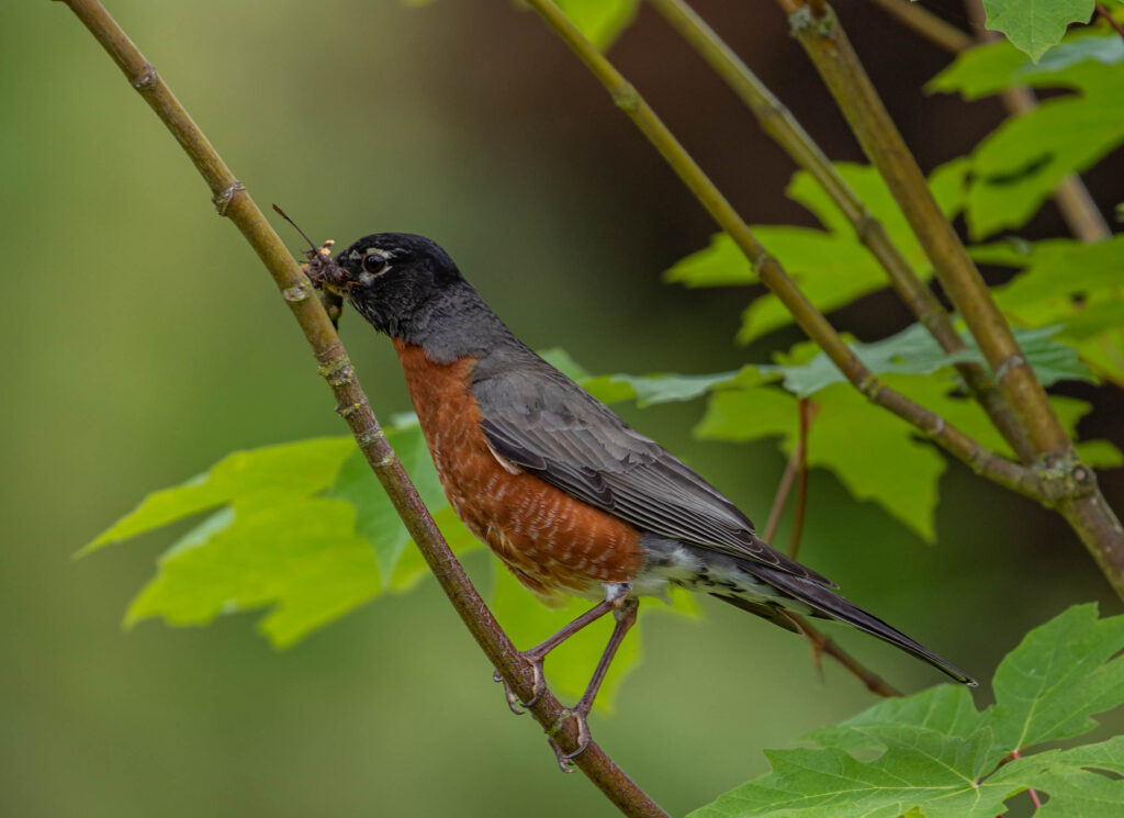 Birds without young will immediately eat whatever they collect. This American robin parent is collecting bugs to feed its young. 