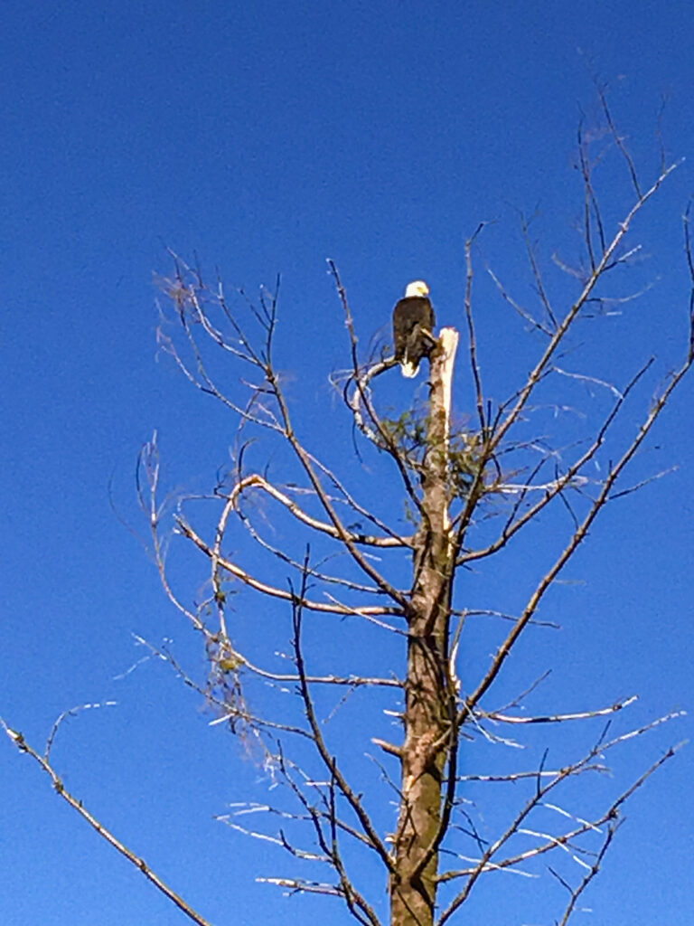 A bald eagle perched atop a tree remaining in the clearcut area between Tiger 3 and Tiger 2.