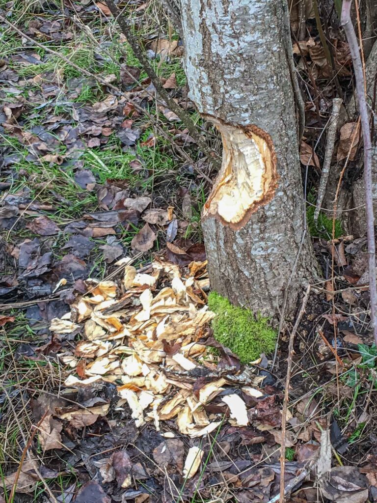 Change is uncomfortable. Evidence of change to an ecosystem: beaver activity at Magnuson Park.